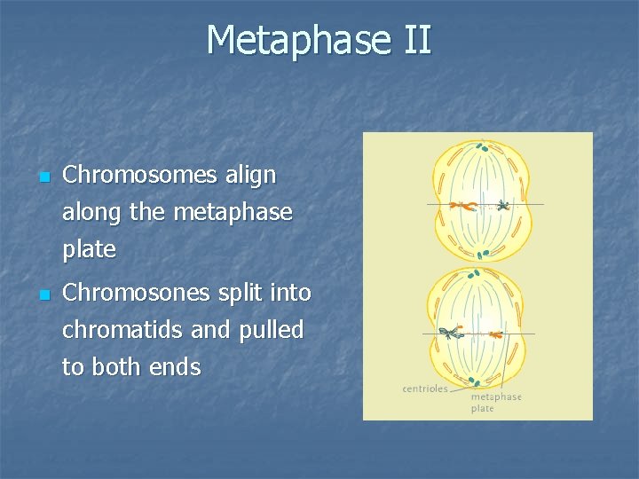 Metaphase II n Chromosomes align along the metaphase plate n Chromosones split into chromatids