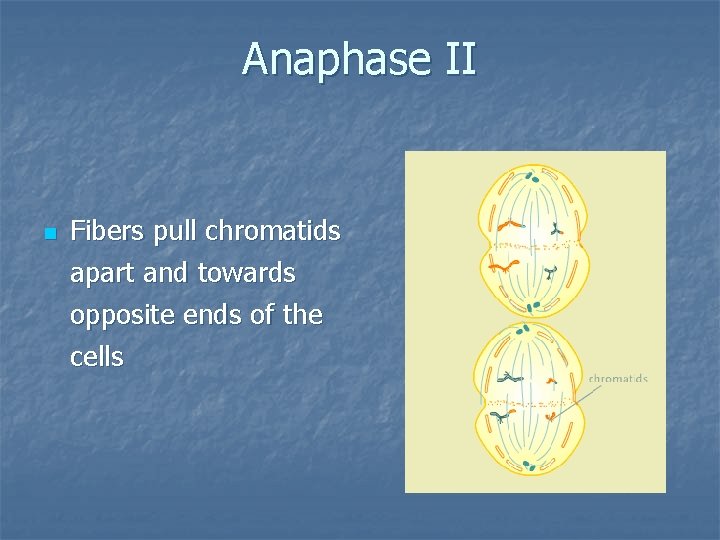 Anaphase II n Fibers pull chromatids apart and towards opposite ends of the cells