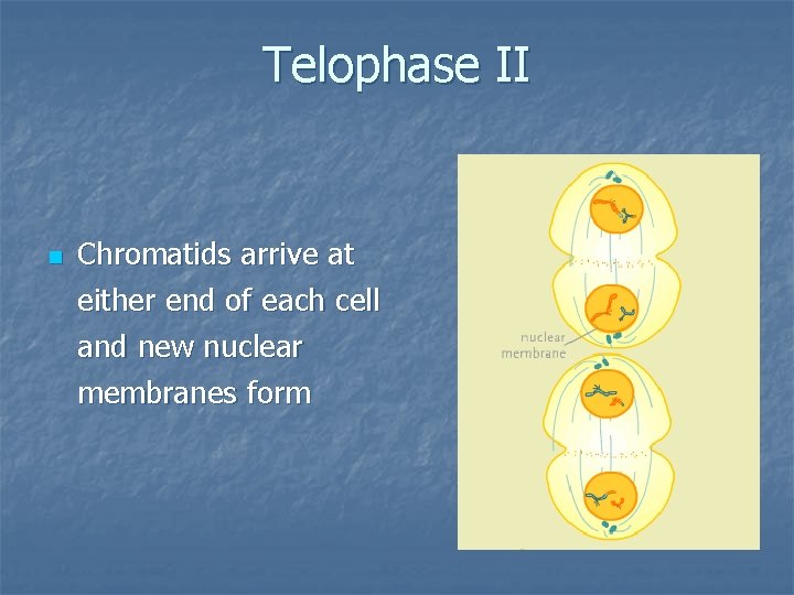 Telophase II n Chromatids arrive at either end of each cell and new nuclear
