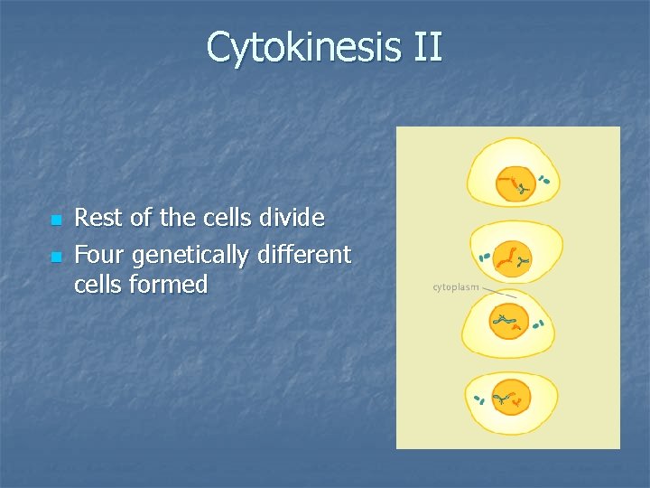 Cytokinesis II n n Rest of the cells divide Four genetically different cells formed