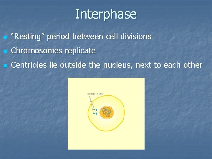 Interphase n “Resting” period between cell divisions n Chromosomes replicate n Centrioles lie outside