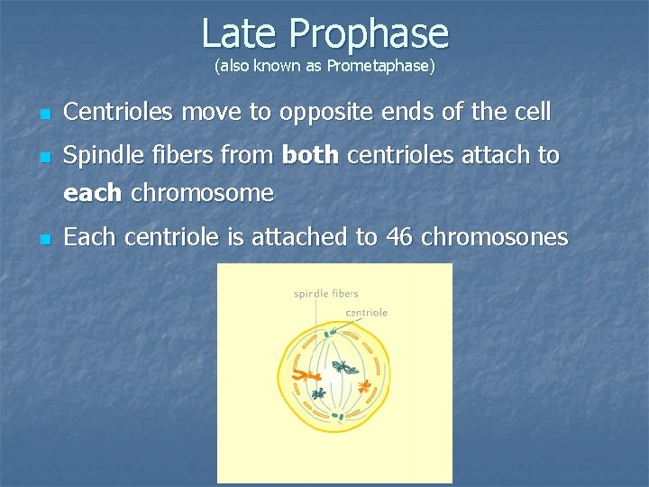 Late Prophase (also known as Prometaphase) n n n Centrioles move to opposite ends