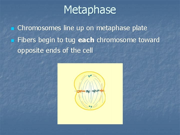 Metaphase n n Chromosomes line up on metaphase plate Fibers begin to tug each