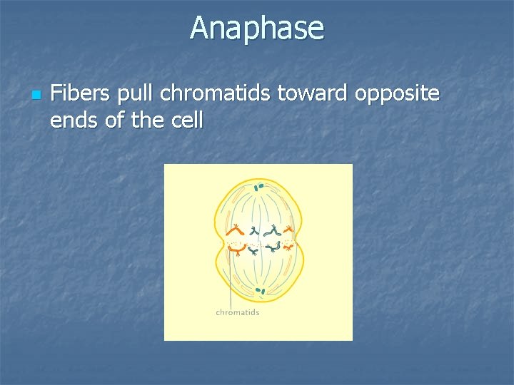 Anaphase n Fibers pull chromatids toward opposite ends of the cell 