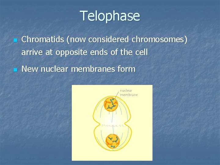 Telophase n n Chromatids (now considered chromosomes) arrive at opposite ends of the cell