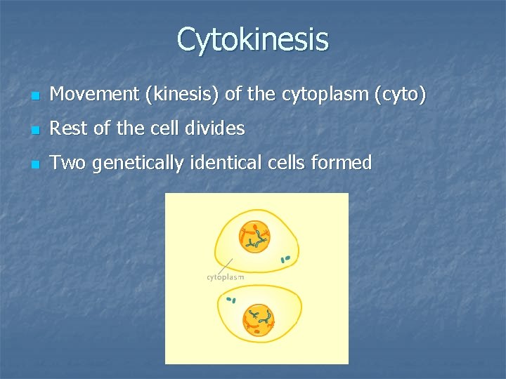 Cytokinesis n Movement (kinesis) of the cytoplasm (cyto) n Rest of the cell divides