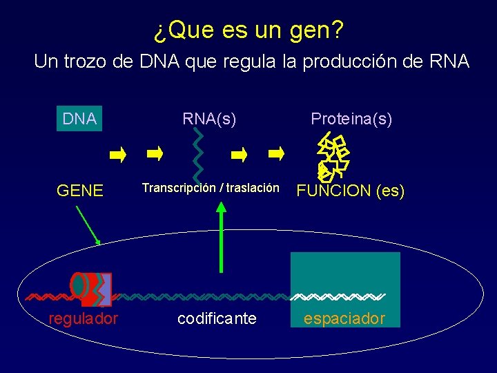 ¿Que es un gen? Un trozo de DNA que regula la producción de RNA