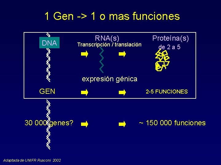 1 Gen -> 1 o mas funciones DNA RNA(s) Transcripción / translación Proteína(s) de