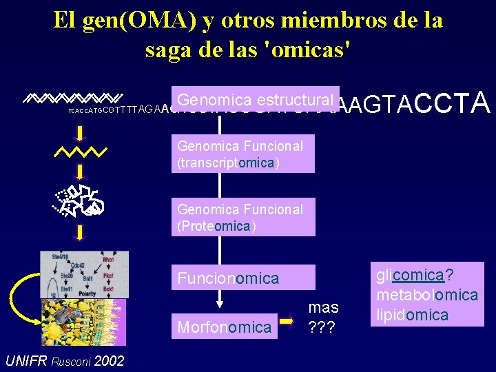El gen(OMA) y otros miembros de la saga de las 'omicas' TCACCATGCGT Genomica estructural