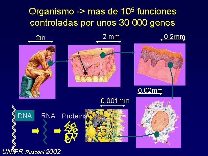 Organismo -> mas de 105 funciones controladas por unos 30 000 genes 2 m