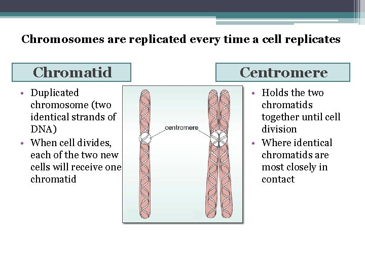 Chromosomes are replicated every time a cell replicates Chromatid • Duplicated chromosome (two identical