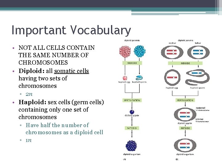 Important Vocabulary • NOT ALL CELLS CONTAIN THE SAME NUMBER OF CHROMOSOMES • Diploid: