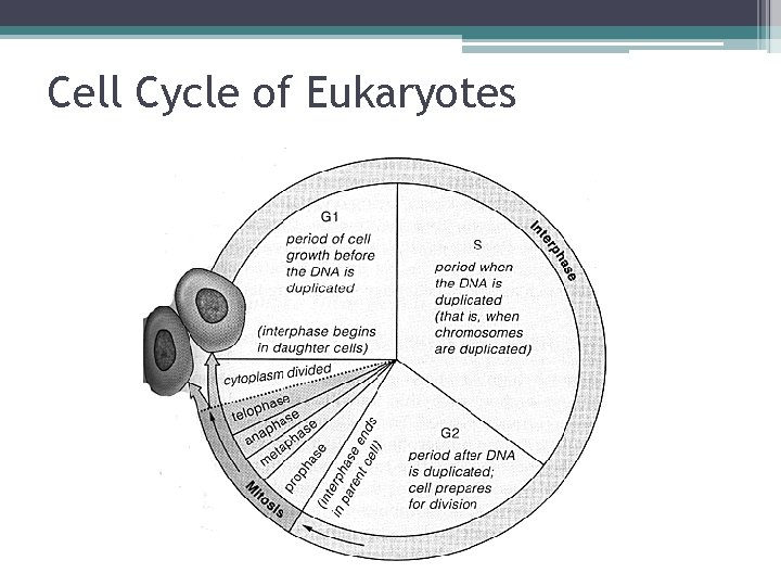 Cell Cycle of Eukaryotes 