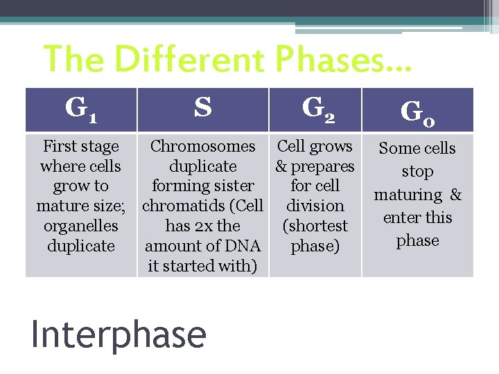 The Different Phases… G 1 S G 2 First stage Chromosomes Cell grows where