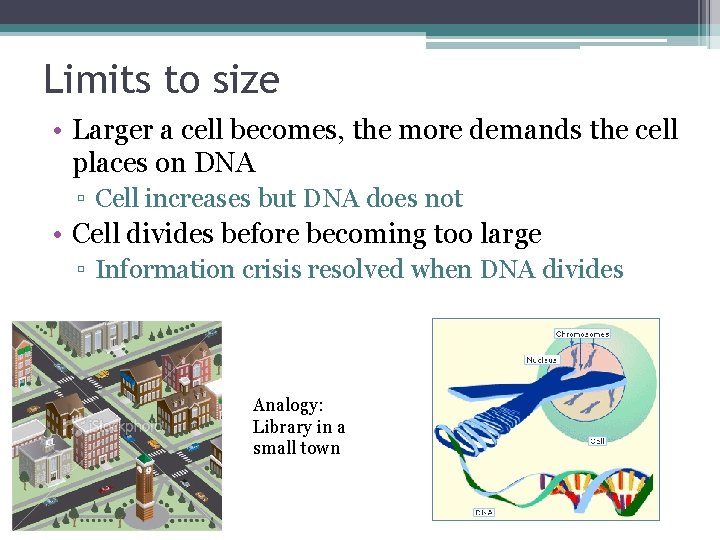 Limits to size • Larger a cell becomes, the more demands the cell places