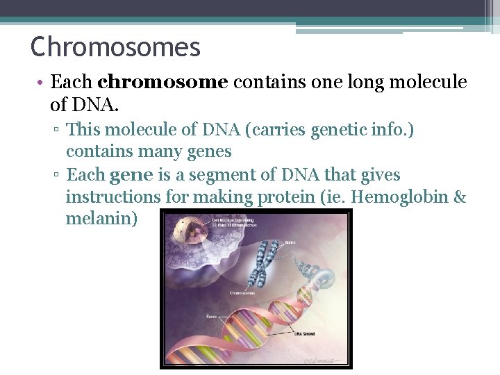 Chromosomes • Each chromosome contains one long molecule of DNA. ▫ This molecule of