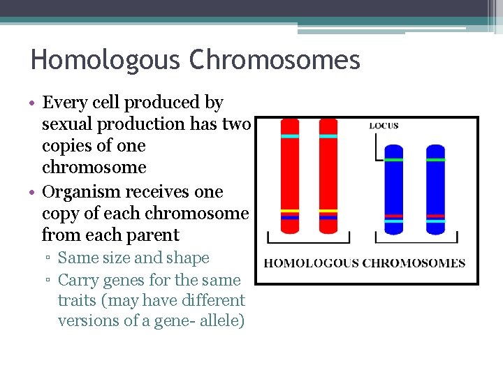Homologous Chromosomes • Every cell produced by sexual production has two copies of one