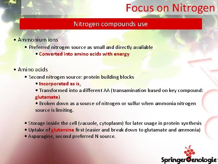 Focus on Nitrogen compounds use • Ammonium ions • Preferred nitrogen source as small