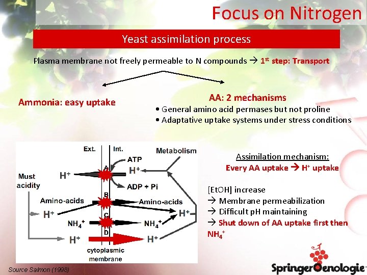Focus on Nitrogen Yeast assimilation process Plasma membrane not freely permeable to N compounds