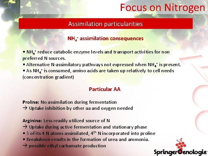 Focus on Nitrogen Assimilation particularities NH 4+ assimilation consequences • NH 4+ reduce catabolic