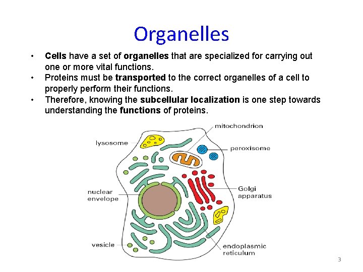 Organelles • • • Cells have a set of organelles that are specialized for