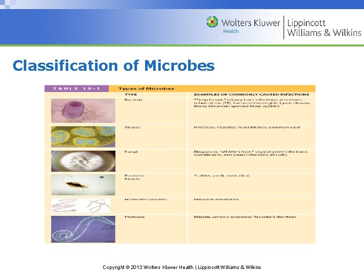 Classification of Microbes Copyright © 2013 Wolters Kluwer Health | Lippincott Williams & Wilkins