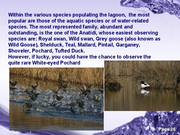 Within the various species populating the lagoon, the most popular are those of the