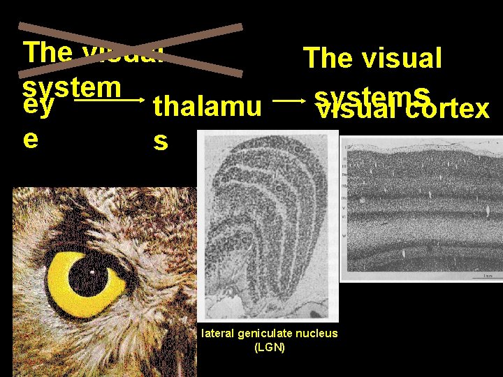 The visual system ey thalamu e s The visual system s visual cortex lateral