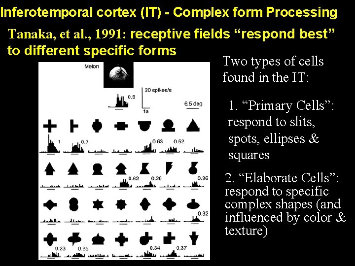 Inferotemporal cortex (IT) - Complex form Processing Tanaka, et al. , 1991: receptive fields