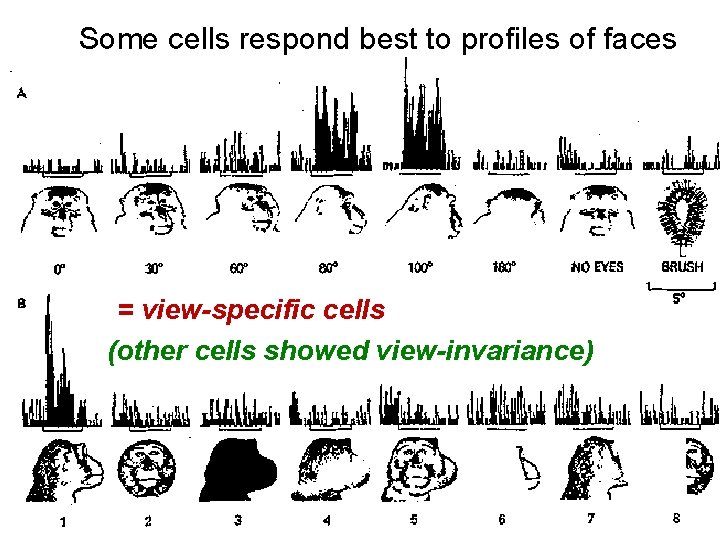 Some cells respond best to profiles of faces = view-specific cells (other cells showed