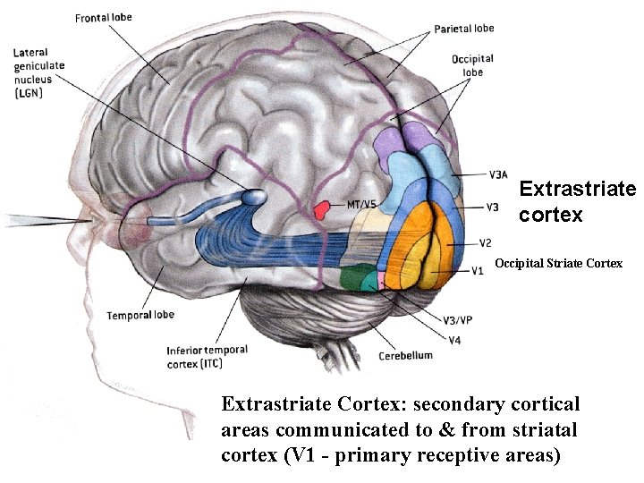 Extrastriate cortex Occipital Striate Cortex Extrastriate Cortex: secondary cortical areas communicated to & from