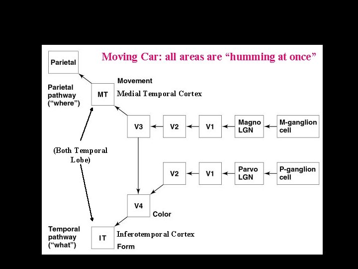 Figure 4. 8, page 114 Visual pathway Moving Car: all areas are “humming at