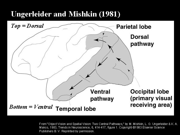 Ungerleider and Mishkin (1981) Copyright © 2002 Wadsworth Group. Wadsworth is an imprint of