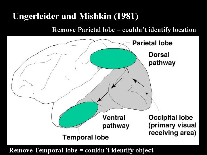 Ungerleider and Mishkin (1981) Copyright © 2002 Wadsworth Group. Wadsworth is an imprint of