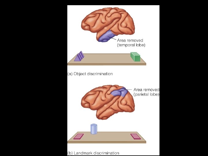 Figure 4. 26 The two types of discrimination tasks used by Ungerleider and Mishkin.