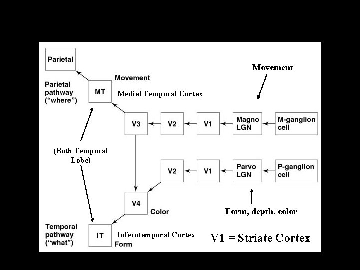 Figure 4. 8, page 114 Visual pathway Movement Copyright © 2002 Wadsworth Group. Wadsworth