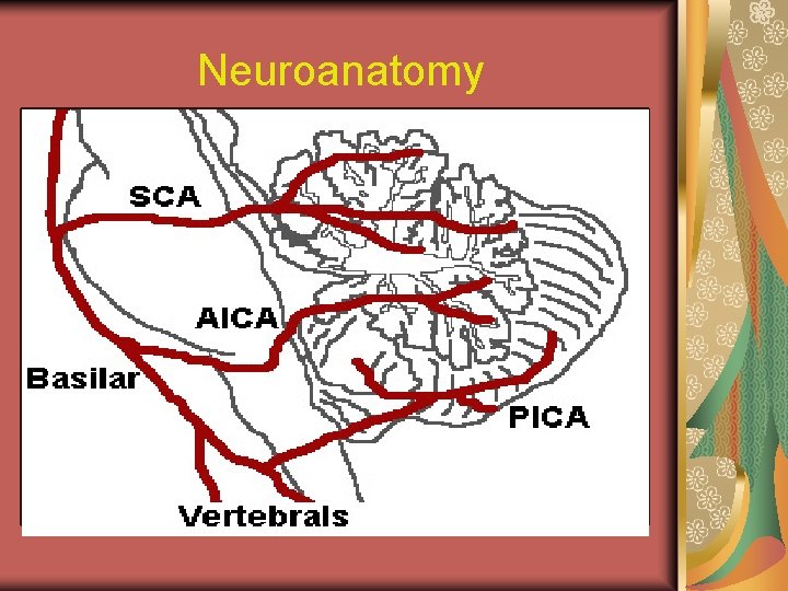 Neuroanatomy lateral spinothalamic tract contralateral deficits in pain and temperature sensation from body spinal