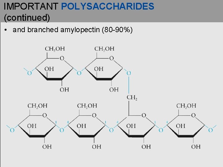 IMPORTANT POLYSACCHARIDES (continued) • and branched amylopectin (80 -90%) IMPORTANT POLYSACCHARIDES (continued) • and branched amylopectin (80 -90%)