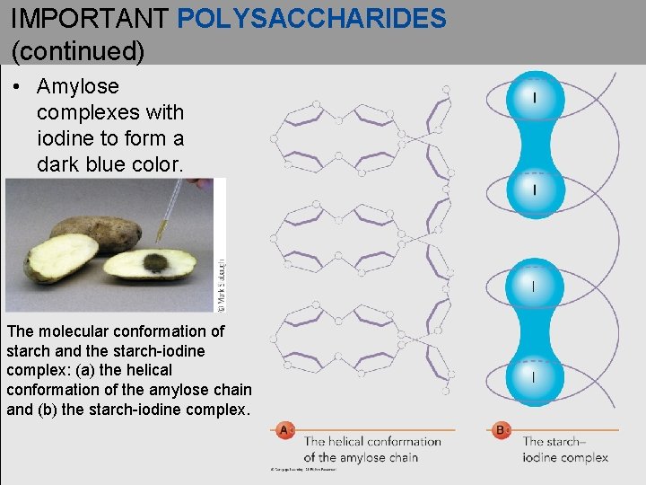 IMPORTANT POLYSACCHARIDES (continued) • Amylose complexes with iodine to form a dark blue color. IMPORTANT POLYSACCHARIDES (continued) • Amylose complexes with iodine to form a dark blue color.