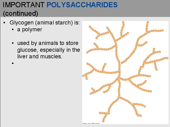 IMPORTANT POLYSACCHARIDES (continued) • Glycogen (animal starch) is: • a polymer • used by IMPORTANT POLYSACCHARIDES (continued) • Glycogen (animal starch) is: • a polymer • used by