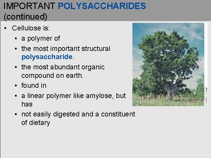 IMPORTANT POLYSACCHARIDES (continued) • Cellulose is: • a polymer of • the most important IMPORTANT POLYSACCHARIDES (continued) • Cellulose is: • a polymer of • the most important