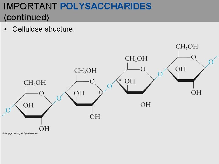 IMPORTANT POLYSACCHARIDES (continued) • Cellulose structure: IMPORTANT POLYSACCHARIDES (continued) • Cellulose structure: