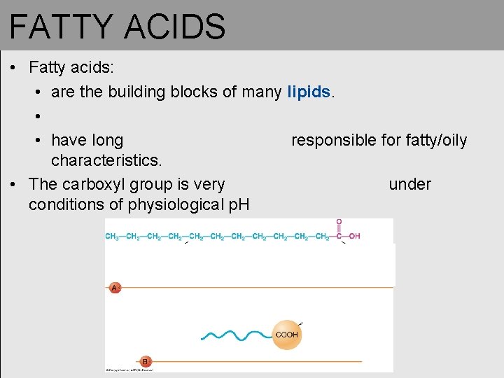 FATTY ACIDS • Fatty acids: • are the building blocks of many lipids. • FATTY ACIDS • Fatty acids: • are the building blocks of many lipids. •
