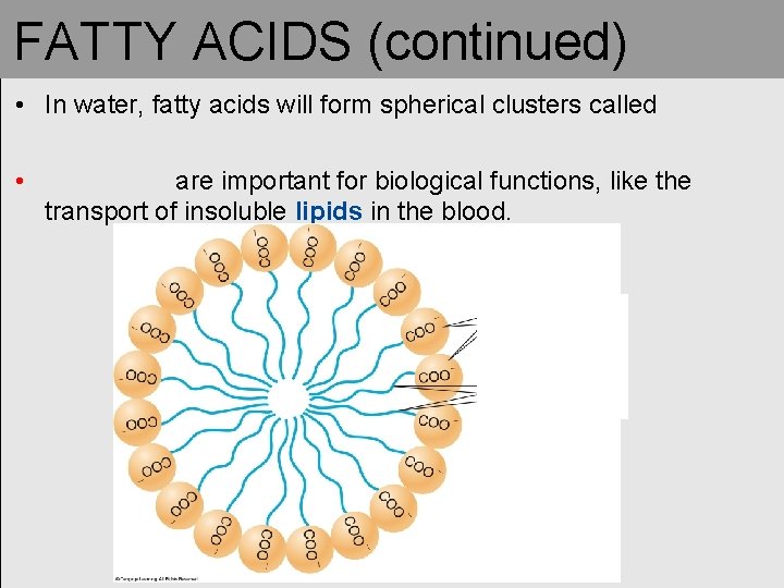 FATTY ACIDS (continued) • In water, fatty acids will form spherical clusters called • FATTY ACIDS (continued) • In water, fatty acids will form spherical clusters called •