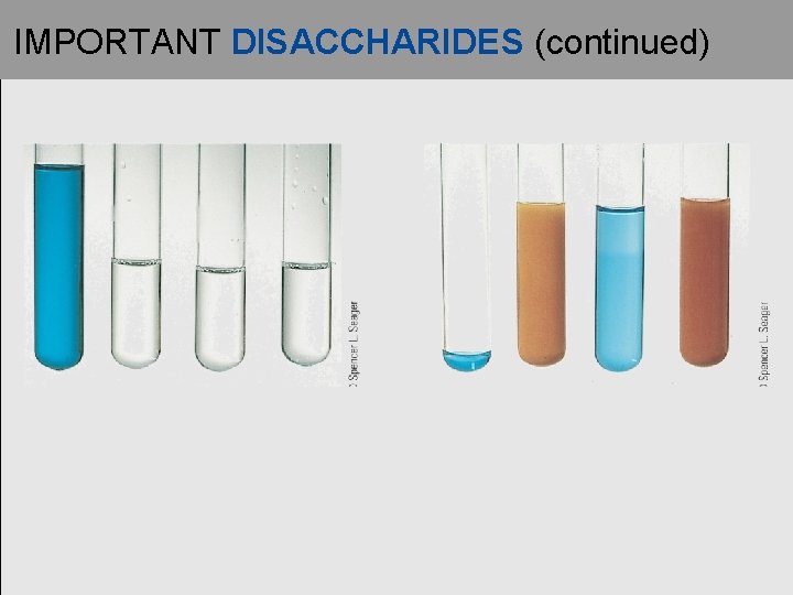 IMPORTANT DISACCHARIDES (continued) IMPORTANT DISACCHARIDES (continued)