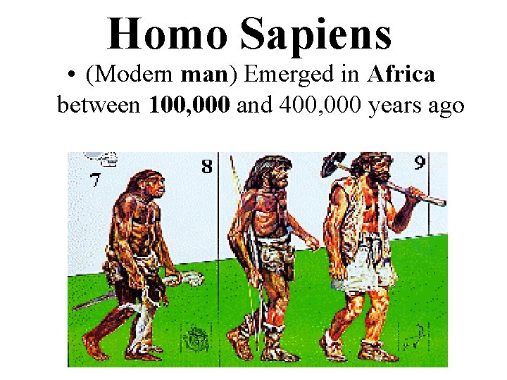 Homo Sapiens • (Modern man) Emerged in Africa between 100, 000 and 400, 000