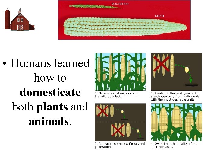  • Humans learned how to domesticate both plants and animals. 