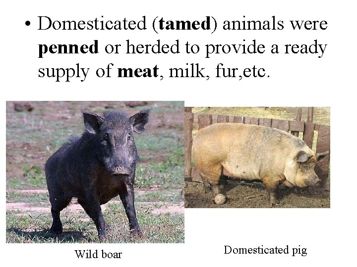  • Domesticated (tamed) animals were penned or herded to provide a ready supply