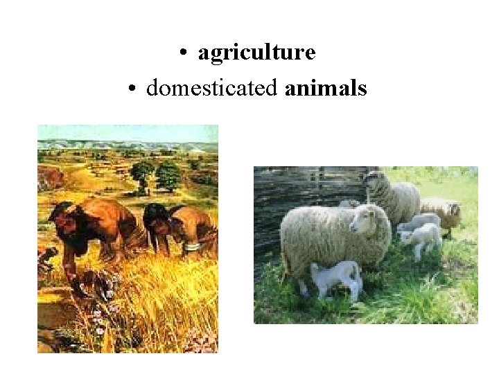  • agriculture • domesticated animals 