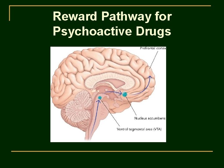 Reward Pathway for Psychoactive Drugs 